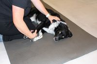 physiotherapeutische Behandlung beim Hund