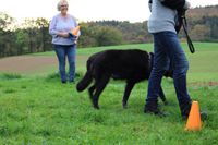 Alltagskurs für Hunde in der Hundeschule Frauke Schumacher Heppenheim.